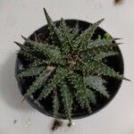 Aloe haworthioides Frunză