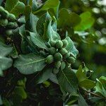 Terminalia catappa Fruit