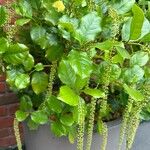 Itea ilicifoliaFuelha