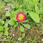 Bellis pappulosa Flower