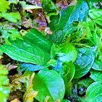 Pterostylis pedunculata