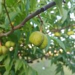 Ungnadia speciosa Fruit