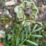 Hippocrepis ciliata Fruit