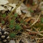 Sedum forsterianum Leaf