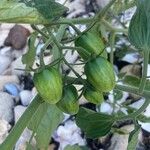 Solanum lycopersicum Fruit