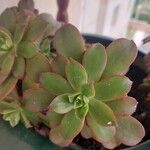 Aeonium decorum 葉