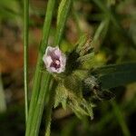 Ipomoea eriocarpa Други