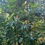 Syzygium aromaticum ᱥᱟᱠᱟᱢ