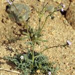 Gilia sinuata Habit