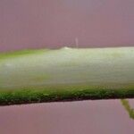 Salix hastata Hábito