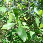 Quercus laurifolia Blad