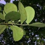 Clusia flava Other