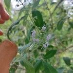 Vitex negundo ফুল