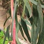 Eucalyptus leucoxylon Bark