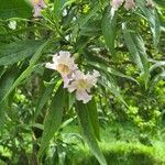 × Chitalpa tashkentensis Λουλούδι