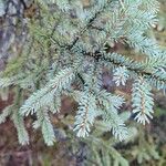 Picea mariana Blatt