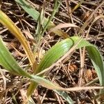 Allium subhirsutum Folha