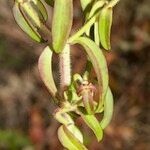 Antirrhinum cirrhigerum Gyümölcs