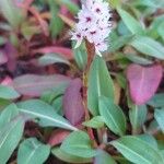 Polygonum cognatum Kukka