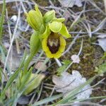 Ophrys lutea Vekstform