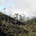 Araucaria humboldtensis Habitus