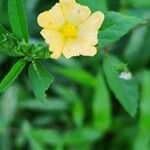 Sida rhombifolia 花