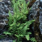 Woodsia scopulina