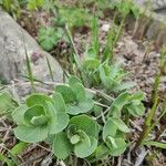 Sedum telephium Leaf