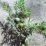 Juniperus macrocarpa Blad