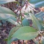 Sarcococca orientalis Květ