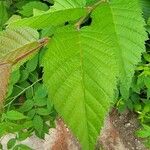 Ostrya virginiana Leaf