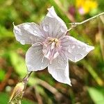 Linum tenuifolium Lorea