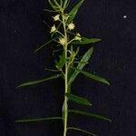 Baccharis dracunculifolia Floare