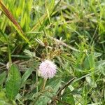 Mimosa pudica Leaf