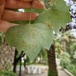 Populus euphratica Leaf