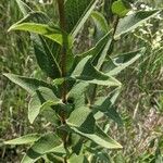 Silphium integrifolium পাতা