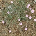 Convolvulus cantabrica 整株植物