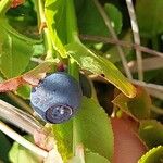 Vaccinium uliginosumFruit