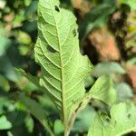 Gymnanthemum amygdalinum Blatt