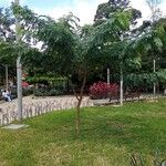 Senna spectabilis Vivejo