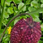 Fritillaria meleagris Blad