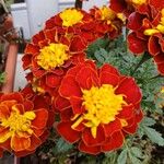 Tagetes erectaफूल