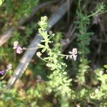 Indigofera filiformis Flower