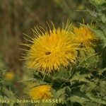 Carthamus arborescens Kvet