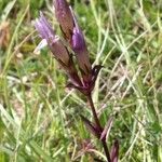 Gentianella amarella Fiore