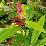 Pavonia multiflora Flor