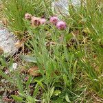 Centaurea uniflora Habitat