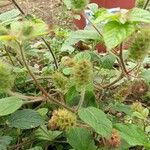 Acalypha aristata Corteza