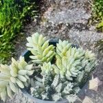 Sedum morganianum Folla