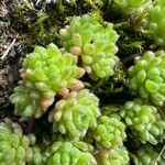Sedum hirsutum Likasa